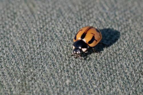 Coccinella hieroglyphica